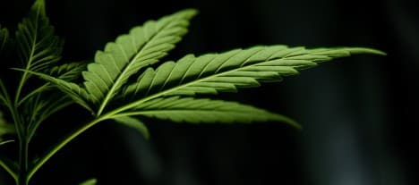 Allt fler får cannabisläkemedel på recept