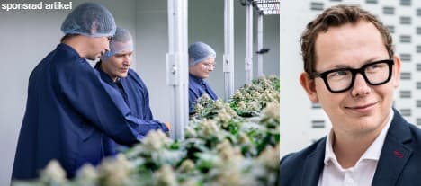 DanCann Pharma växer inom cannabinoider och medicinskt cannabis