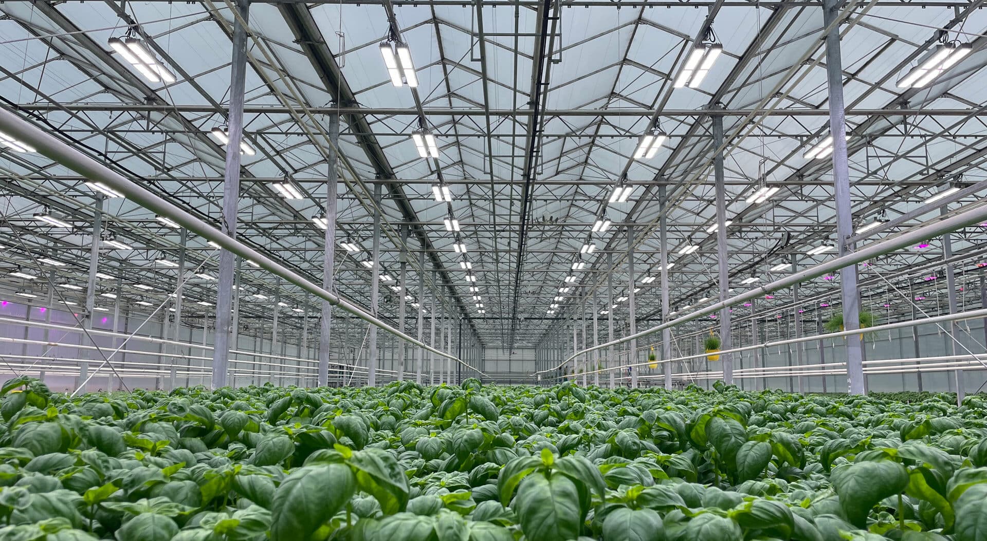 Heliospectra får ingen ytterligare finansiering, ansöker om konkurs