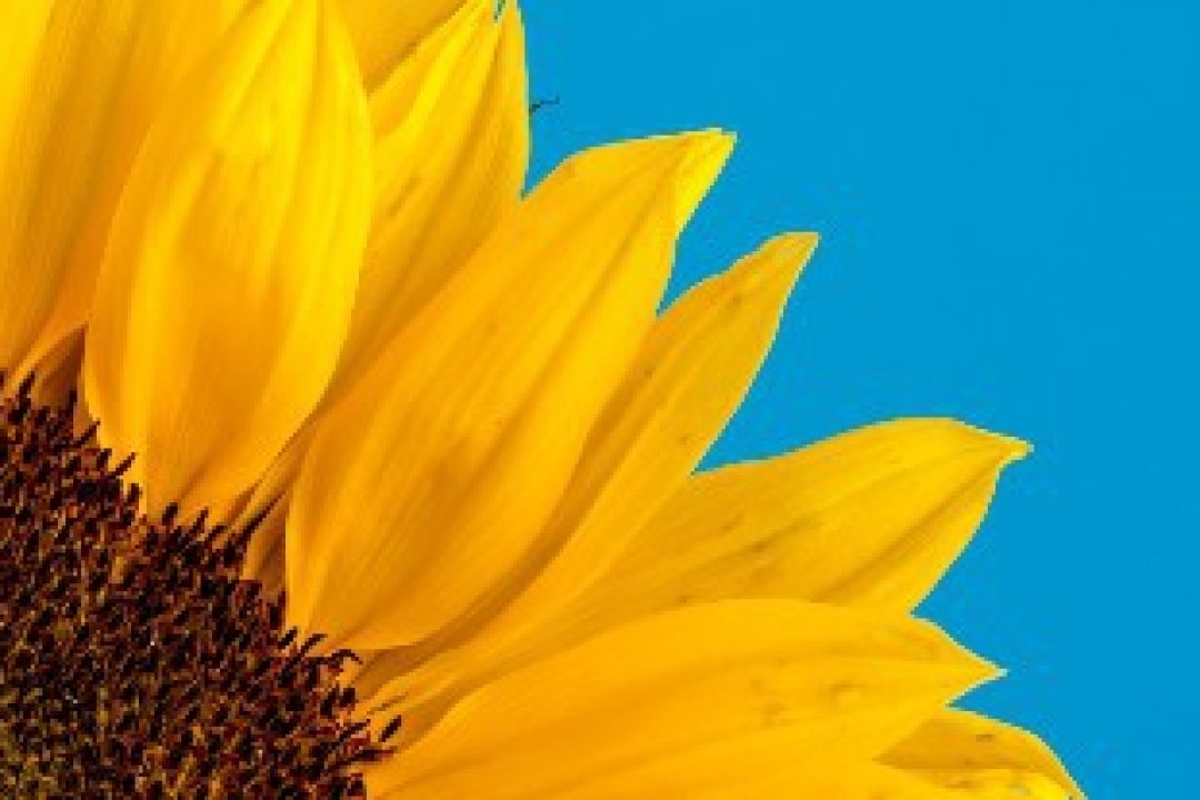 De nio bästa aktierna för sommaren 2023 enligt börsveteranen Winston Håkanson