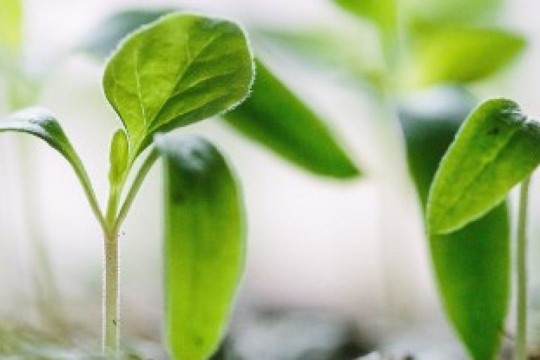 Cinis Fertilizer, spännande notering 2022 får rullande start med Northvolt
