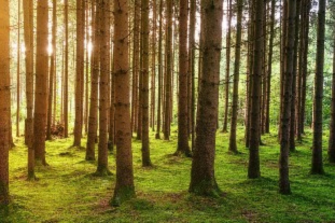 Latvian Forest säljer inte tillgångarna