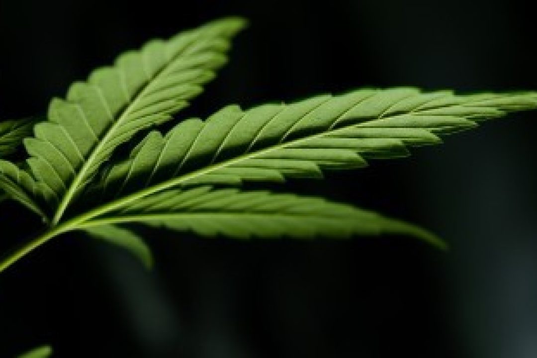 Allt fler får cannabisläkemedel på recept