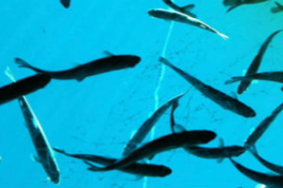 Sino Agro Food till First North