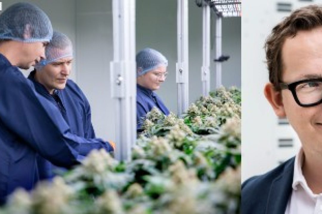 DanCann Pharma växer inom cannabinoider och medicinskt cannabis