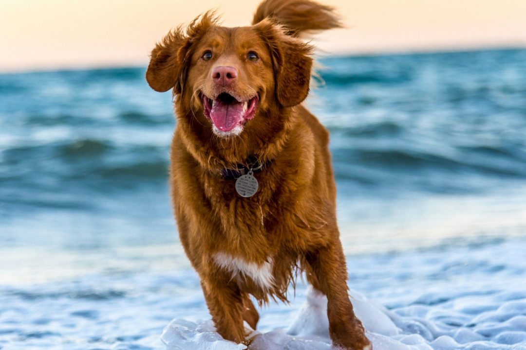 Glad hund
