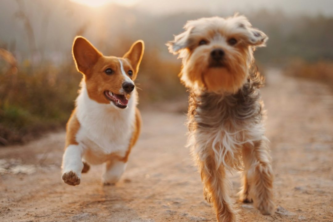 Två hundar
